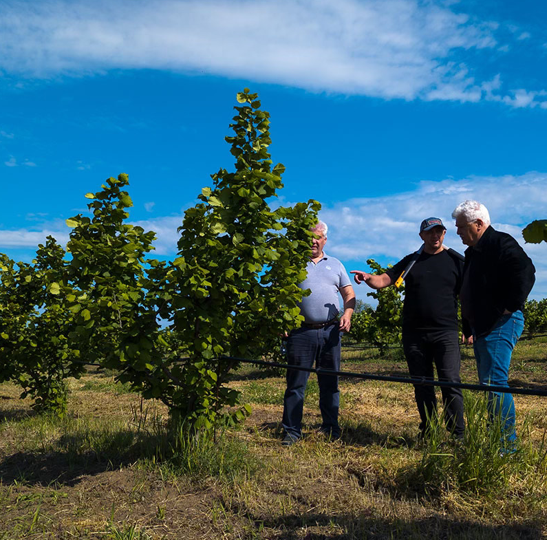Hazelnut plantation