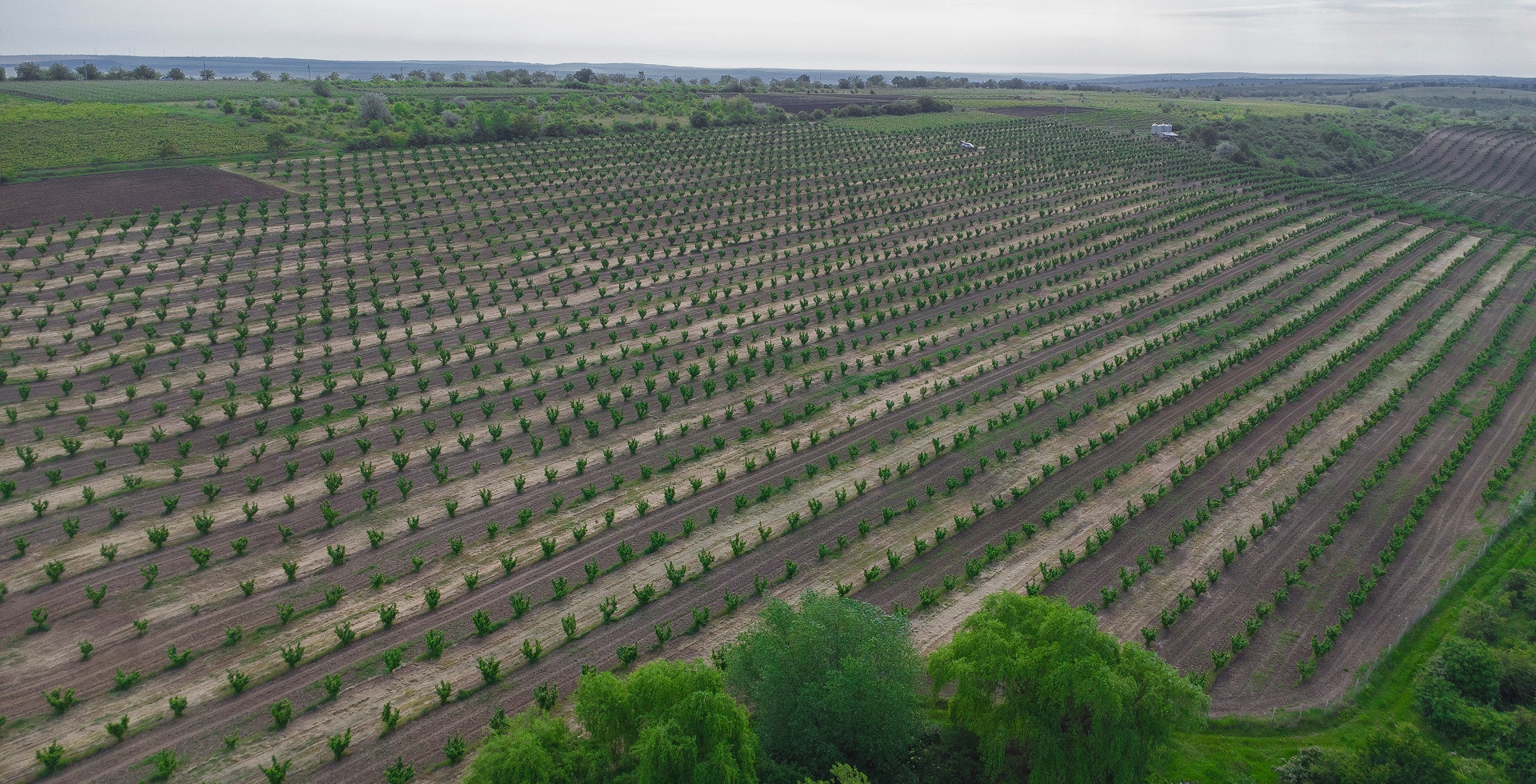 Hazelnut plantation landscape
